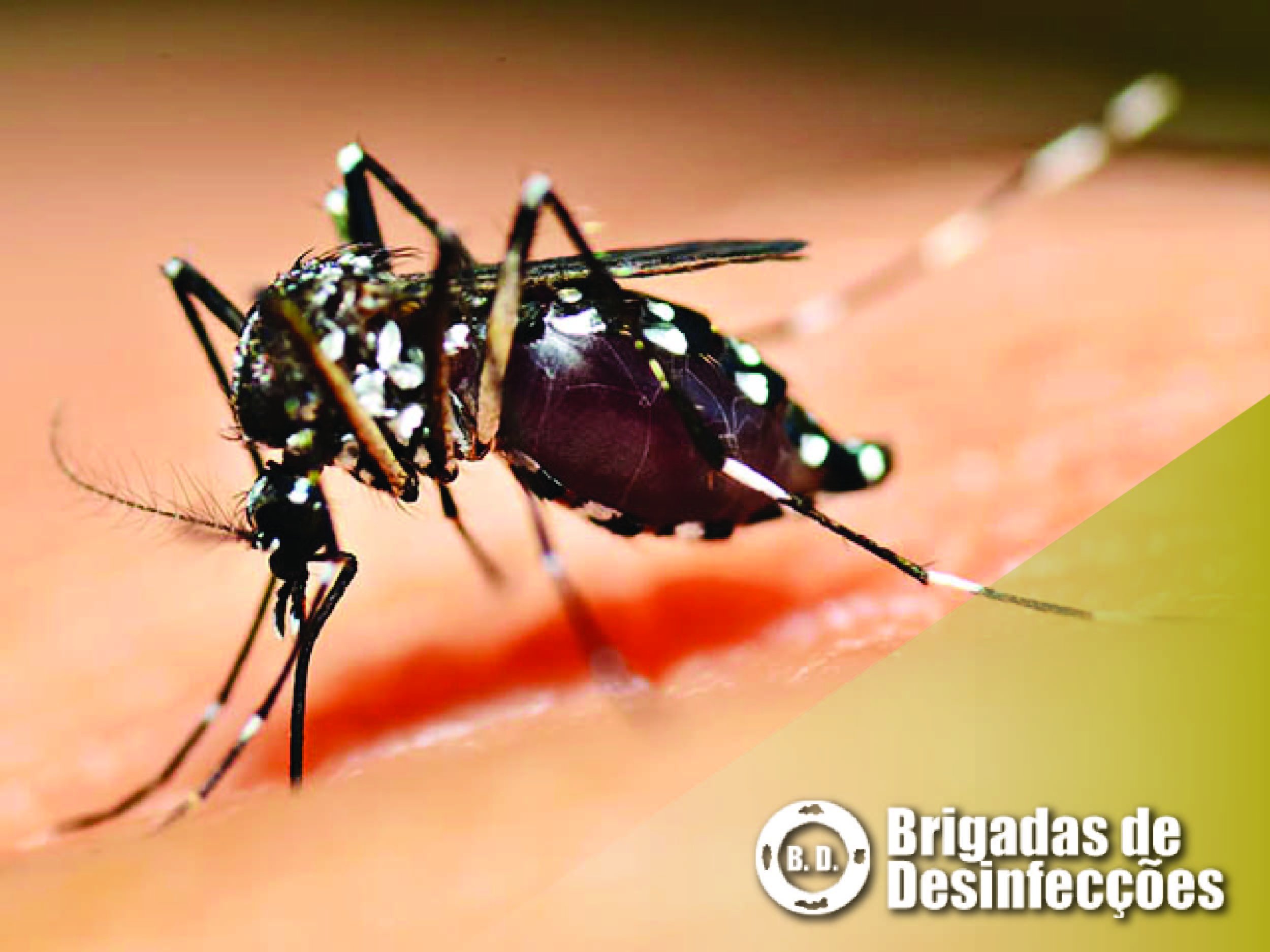 Mosquito Tigre Asiático transmite o vírus da Febre Dengue?