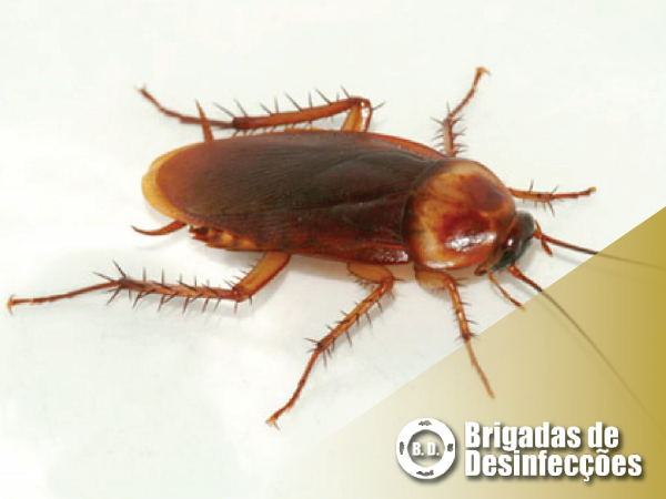 Baratas? No Inverno?